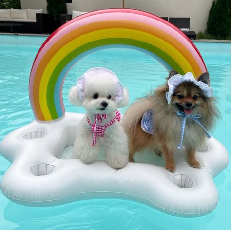 Dog Pool Floats, French Mastiff, Dog Pool, Pool Floats, Pool Float, Float, Floating, Pool, Dogs