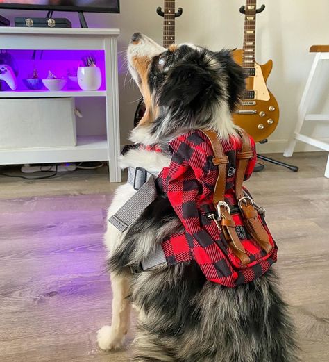 Dog Harness Backpack, Big Dog Accessories, Dog Playhouse, Dog Sun, Going On An Adventure, Dog Room, Sun Dogs, Cute Dog Clothes, Pet Backpack