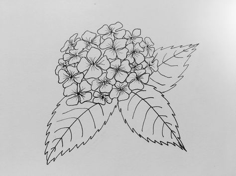 A quick hydrangea doodle done by me Yesenia Hydrangea Sketch Tattoo, Hydrangea Doodle, Hand Drawn Hydrangeas, Drawn Hydrangea, Embroidery Hydrangea Flower, Hydrangea Tattoo, Ariel Drawing, Hydrangea Potted, Hydrangea Painting