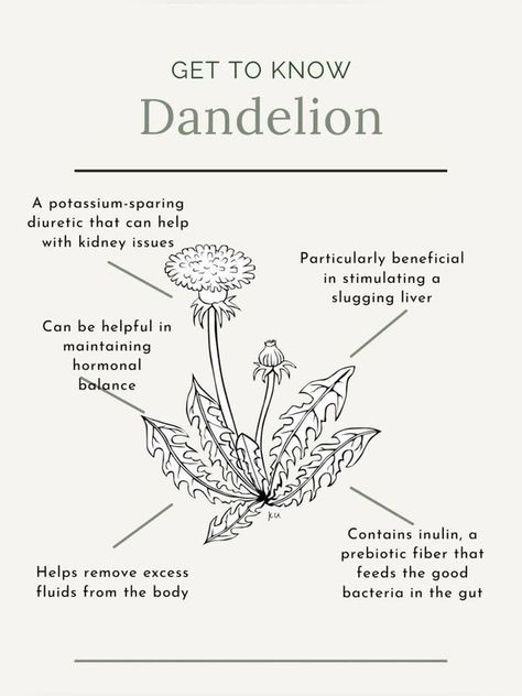 Dandelion Appreciation Society | Facebook Dandelion Properties, Dandelion Root Benefits, Dandelion Uses, Medicinal Herbs Remedies, Dandelion Benefits, Herbal Education, Herbal Medicine Recipes, Herbal Remedies Recipes, Medicinal Herbs Garden