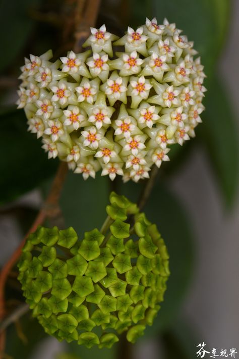 Hoya Verticillata, Hoya Plant, Hoya Carnosa, Wax Flowers, Unusual Plants, Cactus And Succulents, Colorful Garden, Exotic Plants, Rare Plants