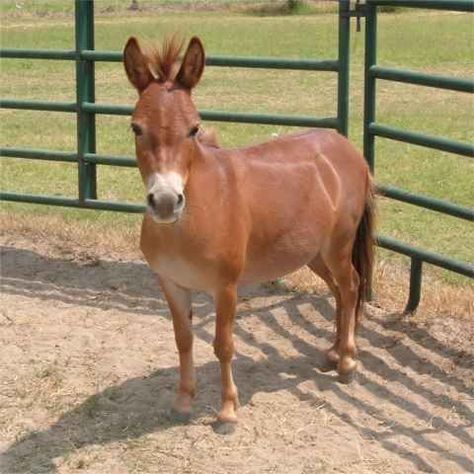 Mini Mules Animal, Mules Animal, Horse Beautiful, Mini Horses, Missouri Mule, Horse Pics, Big Ears, Mini Horse, Horse Barns