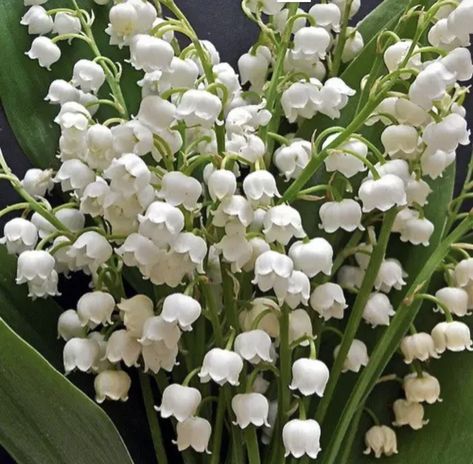 Pretty Flowers Pictures, Lily Of The Valley Flowers, Valley Flowers, Love Lily, Spring Shower, Nothing But Flowers, Flower Photography, White Lilies, Pretty Plants