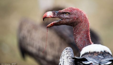 Bird Canvas, Wild Nature, Wildlife Animals, Birds Of Prey, Creature Design, Bird Art, Spirit Animal, Beautiful Birds, Animal Photography