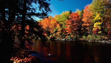 The deciduous forest biome, or temperate forest biome, is one of about 15 named biomes on Earth. It is characterized by mild to cool climates, four seasons, ample rainfall and broadleaf trees such as maple trees and oak trees. Other deciduous forest plants include mosses and shrubs. Deciduous Forest Biome, Fun Fall Activities For Kids, Temperate Deciduous Forest, Fall Activities For Kids, Forest Biome, Deciduous Forest, Forest Plants, Pink Images, Fun Fall Activities