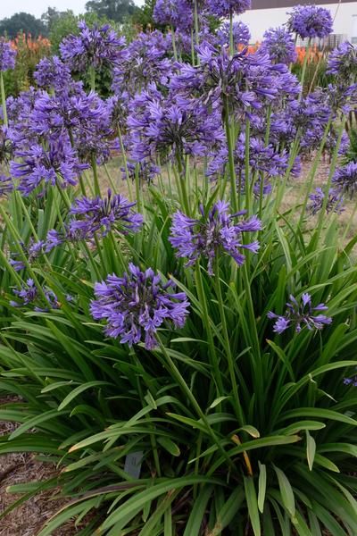 Salt Tolerant Seaside Plants for sale,Salt Tolerant Plants,Salt Resistant Plants Agapanthus Plant, Hummingbird Plants, Royal Blue Flowers, Pollinator Plants, Rock Garden Plants, Sun Perennials, Cottage Garden Plants, Western Michigan, Blue Lily