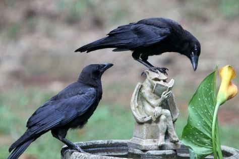 Crow Photography, Two Crows, Crow Pictures, Quoth The Raven, Crow Bird, Crow Art, Raven Art, Jackdaw, Crows Ravens