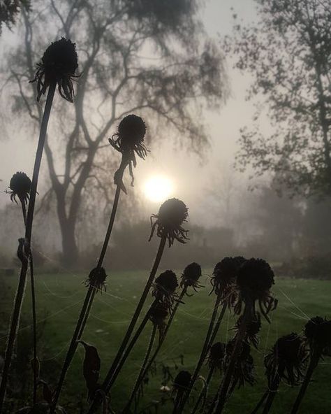 Joel Voltz on Instagram: "Moody mornings are my favorite" Moody Summer Aesthetic, Tiktok Images, Dark Moody Aesthetic, Moody Images, Dark Cottagecore Decor, Artist Block, Style Roots, Moody Gardens, Moody Vibes