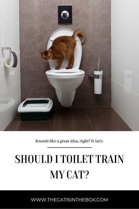 It’s the stuff of dreams, isn’t it? Having a cat, but never having to see, smell, or clean another litter box for the rest of your life? Toilet training a cat sounds like a great idea that isn't. Read to learn why you should never train your cat to use a toilet. Training A Cat, Cat Sounds, Train A Cat, Training A Kitten, Cat Toilet Training, Jackson Galaxy, Older Cats, Litter Tray, Cat Box