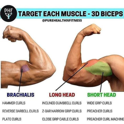 We always recommend the compounds like pull ups and rows for bicep growth... but this is a nice graphic showing how different isolation movements hit different heads.  When starting on a muscle-building program, one of the key body parts that many people want to place a large focus on are the biceps. The biceps tend to be a highly noticed muscle group by others, so if you have nicely developed arms, people are going to know you're on top of your workout game. Lichaamsgewicht Training, Trening Sztuk Walki, Bicep Muscle, Gym Workouts For Men, Weight Training Workouts, Workout Chart, Workout Plan Gym, Biceps Workout, Gym Workout Tips