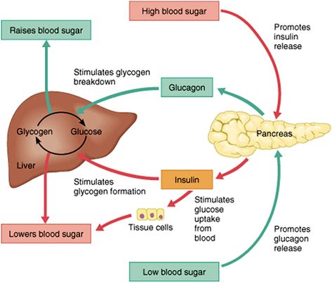 Surgical Stitches, How To Control Sugar, Hygiene School, Medical School Studying, Teaching Biology, Human Anatomy And Physiology, Medical Anatomy, Medical Studies, Blood Glucose