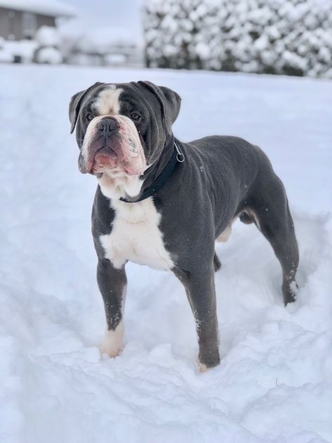 Blue Blood Bulldog, Olde English Bulldogge, Dachshund Breed, Old English Bulldog, Boxer (dog), Pretty Dogs, Feral Cats, American Bulldog, Bully Breeds