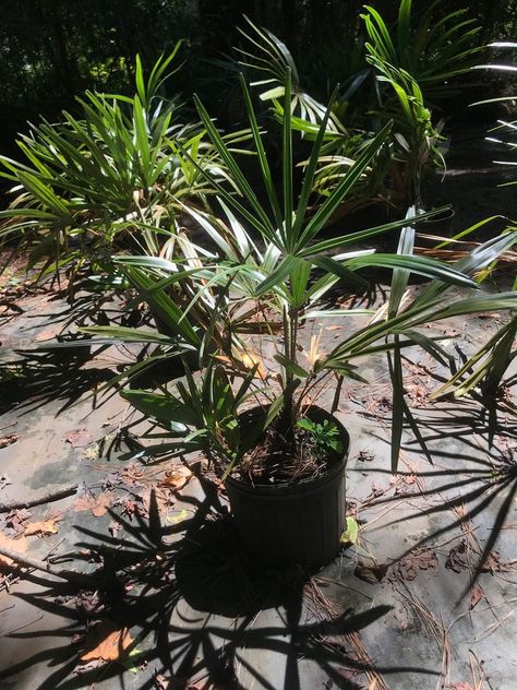 Needle Palm — Palm Trees Ltd Needle Palm Tree, Needle Palm, Salt Spray, Appalachian Mountains, Best Sites, Landscaping Plants, Native Plants, Light Shades, Palm Trees