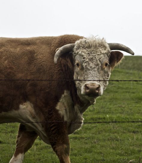 Hereford Bull, Bull Pictures, Hereford Cattle, Big Deer, All Black Tattoos, Bull Cow, Farm Projects, Bull Riding, Hereford