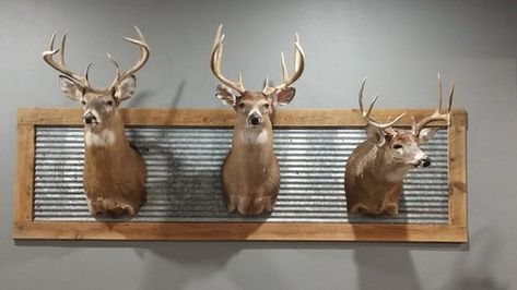 Barnwood and Tin Deer Head Mount Display Decorating Deer Mounts, Displaying Deer Mounts, Deerhead Mounts Decor, How To Display Deer Mounts, Decor With Deer Mounts, Farmhouse Deer Mount Decor, Unique Deer Mount Ideas, Framed Deer Mount, Deer Skull Mount Display