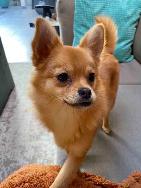 Pomchi Dogs, Pomchi Puppies, Future Dreams, Dream Dog, Teacup Puppies, Chihuahua Puppies, Sweet Dogs, Chihuahua Dogs, 7 Months