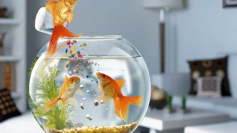 food-bowl-fish-cool wallpaper hd Funny Wallpaper Pictures, Rain Wallpapers, Kinds Of Cats, Fish Wallpaper, Widescreen Wallpaper, Funny Wallpaper, Popular Wallpaper, Fish Bowl, 3d Wallpaper