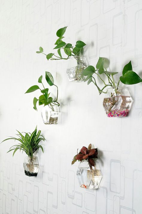 This hexagon modern wall planters is handmade with high boron silicon glass,clear and light.It can be wall hanging with nail applied to wall planter vase//wall fish bowl/home decoration/wall decor *You only received 6 empty hexagon glass each size or mixed group(3 x small+ 3 x medium) Wall Fish Bowl, Plant Glass Wall, Hanging Fish Bowl, Terrarium Wall, Wall Hanging Fish, Wall Terrarium, Salon Aesthetic, Fish Room, Small Studio Apartment Decorating