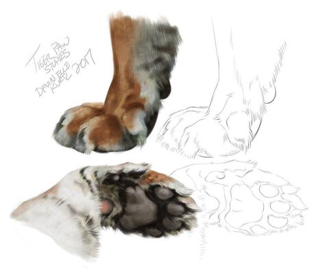 Art of Devin Elle Kurtz on Instagram: “Some tiger paw warm-up studies! #animaldrawing #animalart #tiger” Devin Elle Kurtz, Tiger Paws, Tiger Sketch, Paw Drawing, Tiger Drawing, Tiger Paw, Animal Study, Tiger Art, Arte Sketchbook