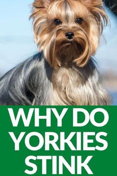 Yorkshire Terrier Colors, Yorkie Care Tips, Yorkie Hairstyles Girl, Morkie Haircut Hairstyles, Yorkie Haircut Teddy Bear, Yorkie Puppy Training, Grooming Yorkies, Yorkie Puppy Care, Yorkie Hair