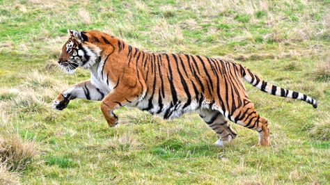 Bengal Tiger running by Millerman737, via Flickr Tiger Fotografie, Tiger Running, Tiger Walking, Tiger Photography, Tiger Images, Tiger Drawing, Tiger Pictures, Cat Reference, Tiger Shroff