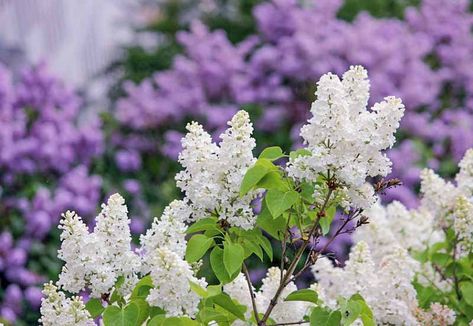 Berm Ideas, Korean Lilac Tree, Lilac Shrub, Bloomerang Lilac, Lilac Varieties, Flowering Crabapple, Lilac Plant, Berry Garden, Yard Flowers