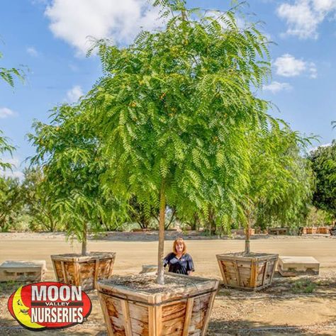 Top 5 reasons to plant shade trees now Apartment Landscaping, Tipu Tree, Best Shade Trees, Desert Trees, Growing Trees, Floral Park, Moon Nursery, Street Trees, Month Of August