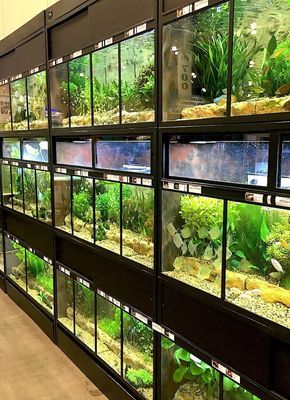 The Success of our THRIVE Fish Enclosures Reptile Store, Turtle Tanks, Large Fish Tanks, Pet Store Ideas, Aquarium Store, Fish Store, Aquarium Shop, Amazing Aquariums, Reptile Room