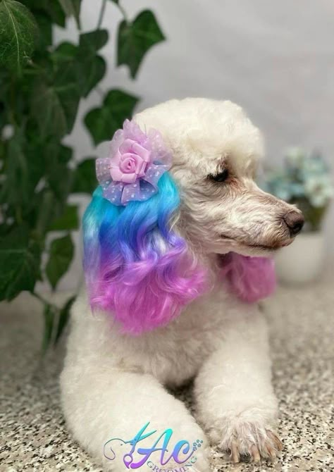 Poodle Hair Dye Ideas, Dogs Dyed Hair, Dyed Dogs Hair, Creative Grooming Short Hair Dog, Dyed Dogs Hair Creative Grooming, Creative Dog Grooming Dyes, Dog Grooming Salon Decor, Dog Hair Dye, Dog Dye