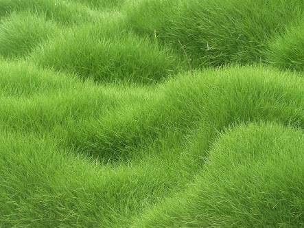 Vajra Seeds Full Green and Soft Lawn Grass - 1000+ Seeds Packet Seeding Lawn, Grass Background, Grass Wallpaper, American Garden, Wallpaper Texture, 타이포그래피 포스터 디자인, Free Desktop Wallpaper, Grasses Garden, Grass Field