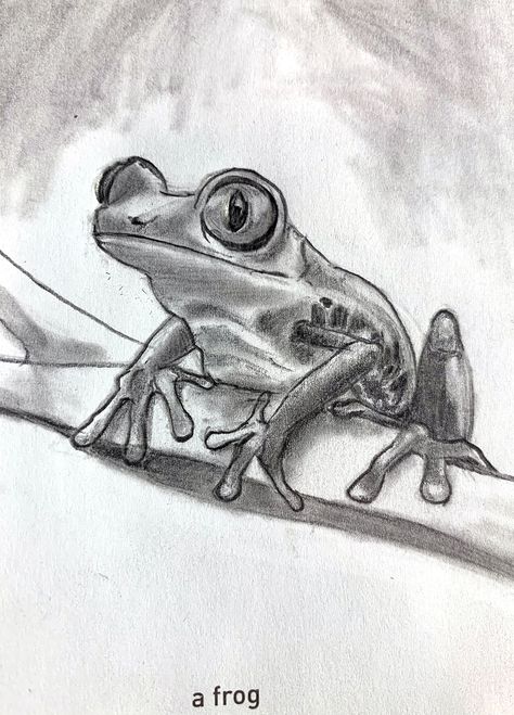 Tree Frog Sketch, Frog Drawing Realistic, Frog Drawing Sketches, Tree Frog Drawing, Frog Sketches, Frog Line Drawing, Tree Frog Art, Alex Gonzalez, Frog Sketch