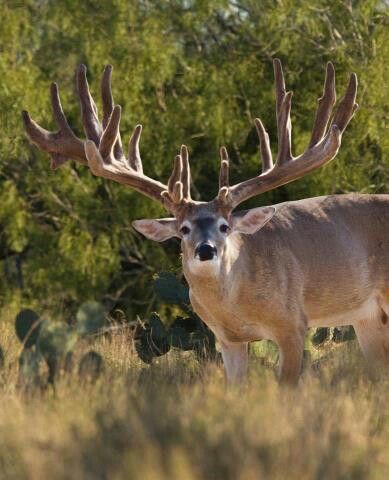 . Big Whitetail Bucks, Whitetail Deer Pictures, Deer With Antlers, Mule Deer Buck, Deer Photography, Whitetail Deer Hunting, Big Deer, Photo Animaliere, Deer Photos