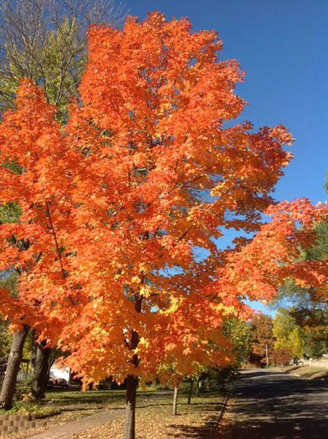 Green Mountain Sugar Maple | Farm Nursery Sale MN | Arbor Hill Tree Farm Maple Tree Landscape, Sugar Maple Tree, Maple Farm, Hillside Gardening, Fall Paintings, Yard Plants, Red Maple Tree, Patio Trees, Content Inspiration