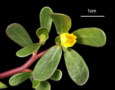 Portulaca oleracea Edible Wild Plants, Portulaca Oleracea, Plant Science, Wild Edibles, Wild Food, Wild Plants, Edible Plants, Healing Herbs, Mulch