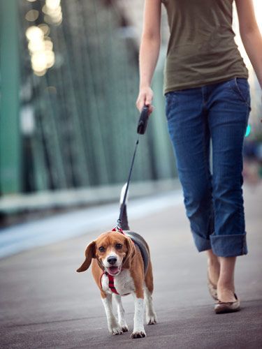 Walking your #dog might seem simple enough, but make sure you are doing it the right way for both of you with these tips. #pets #health House Training Puppies, Cute Beagles, Dog Exercise, Leash Training, Best Dog Training, Training Your Puppy, Dogs Pooping, Beagle Dog, Dog Behavior