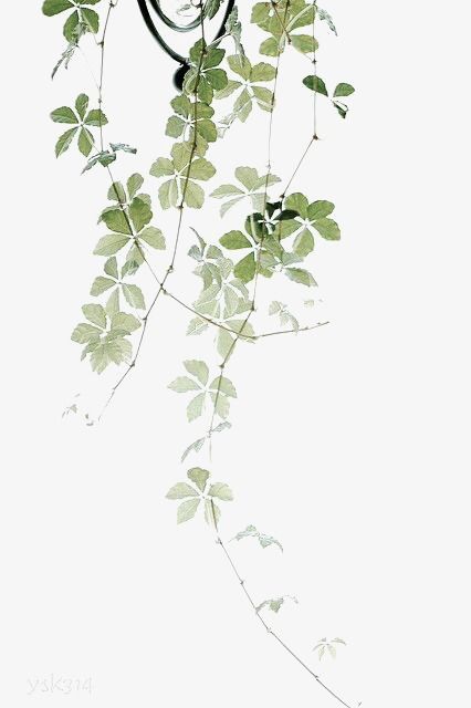 Tanaman Air, Seni Cat Air, 수채화 그림, Plant Drawing, Plant Art, Cool Plants, Botanical Illustration, Leave In, 그림 그리기