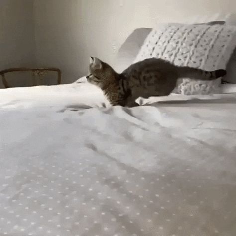 #Cat funny cat animals reactions mood gifs jumping viral fails New GIF on Giphy Cat Jumping, Cutest Animals On Earth, Munchkin Cat, Cats Furniture, Diy Cats, Cats Photography, Cats Drawing, Cats Memes, Drawing Cats