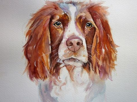 Buy Springer Spaniel, Watercolours by Sue  Green on Artfinder. Discover thousands of other original paintings, prints, sculptures and photography from independent artists. Paintings Of Dogs, Painting Cats, Spaniel Art, Green Artwork, Springer Spaniels, Green Paintings, English Springer, English Springer Spaniel, Horse Drawings