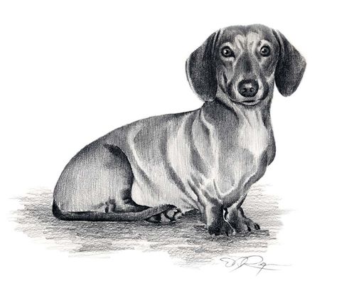 Popular items for dachshund dog art on Etsy Drawing Dachshund, Dog Pencil Drawing, Arte Dachshund, Dachshund Drawing, Dachshund Painting, Doxie Art, Daschund Puppies, Dachshund Funny, Dog Art Print