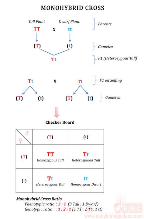 Monohybrid Punnet Square Monohybrid Cross Worksheet, Monohybrid Cross Notes, Mendelian Genetics Notes, Monohybrid Cross, Mendelian Genetics, Mendelian Inheritance, Science Chart, Punnett Squares, Biology Worksheet