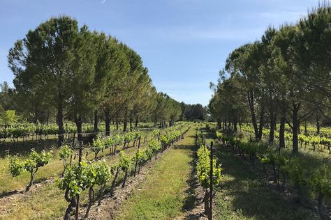 Better wines among the pines: Agroforestry can climate-proof grapes, French researchers show Farming Ideas, Cupressus Sempervirens, California Winery, Conservation Of Natural Resources, Growing Vines, Wine Grapes, Planting Trees, Permaculture Design, Growing Grapes