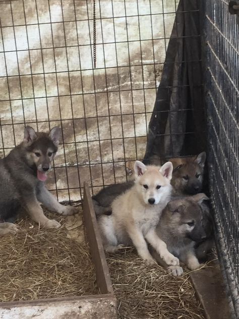 Wolf Hybrid puppies Wolf Dog Hybrid Puppy, Wolf Husky Hybrid, Wolf Dog Hybrid, Wolf Hybrid Puppies, Wolf Hybrid Dogs, Wolf Dog Puppy, Wolfdog Hybrid, Female Wolf, Animal Families