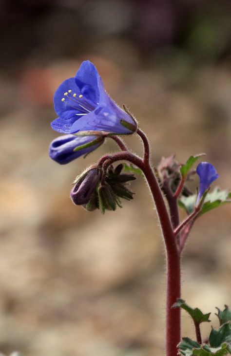 Desert Bluebells, Wild Flowers, Deviantart, Plants, Art