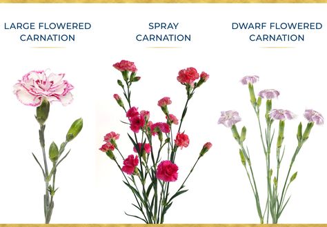 Spray Carnation, Growing Carnations, Carnation Plants, Cornwall Garden, Mini Carnations, Cut Flower Farm, Balcony Plants, Cut Flower Garden, Carnation Flower