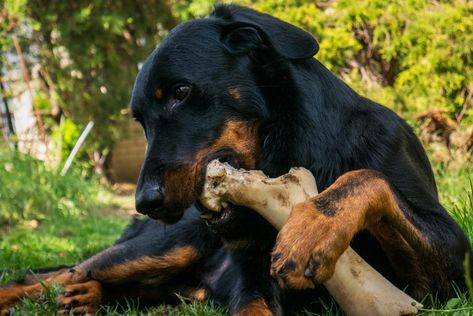 Raw Marrow Bones for Dogs: Risks, Benefits, Alternatives Dog Safe Vegetables, Marrow Bones For Dogs, Bones For Dogs, Make Bone Broth, Natural Snacks, Native American Traditions, Dog Teeth Cleaning, Raw Dog Food Recipes, Dog Biting