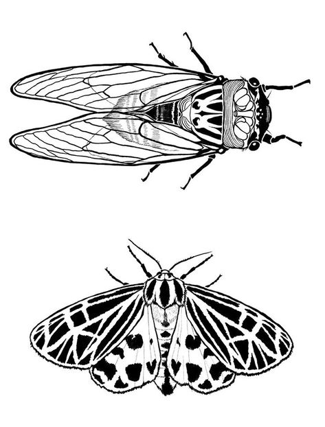 Cicada Art, Cicada Tattoo, Cycles Of Life, Natural Cycles, Insect Crafts, Bug Tattoo, Insect Tattoo, Tiger Moth, Tattoo Outline Drawing