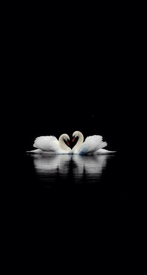 Animals With Black Background, Black Flowers Wallpaper, Swan Wallpaper, Swan Pictures, Tapeta Pro Iphone, Phone Wallpaper Patterns, Beautiful Bouquet Of Flowers, Couple Wallpaper, Phone Wallpaper Images