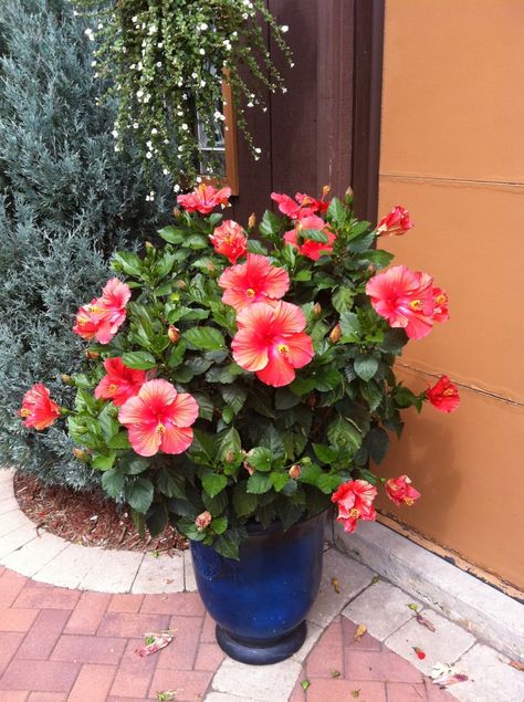 Hibiscus in blue pot. Pool Pots, Potted Hibiscus, Hibiscus Garden, Container Flowers, Spa Day, Potted Plants, Hibiscus, Flower Pots, Balcony