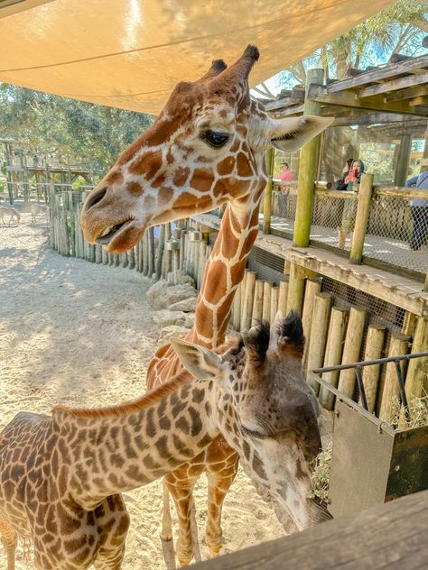 two sweet giraffes Giraffes Aesthetic, Zoo Giraffe, Zoo Animals Photography, Giraffe Pictures, Cute Tigers, Pretty Animals, Happiest Place On Earth, Zoology, Giraffes