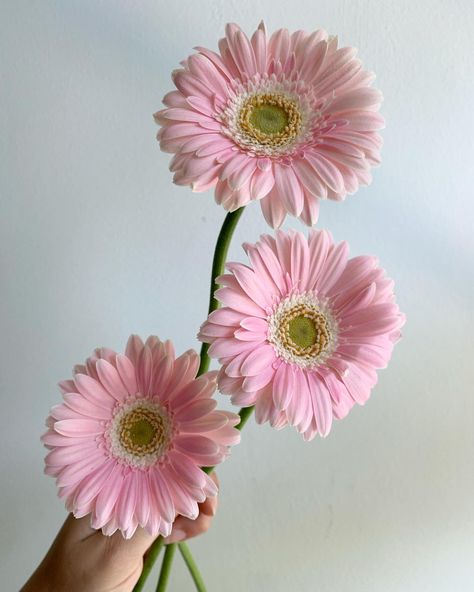 Light Pink “Babble” Mini Gerbera Daisies (Germini) Light Pink Gerbera Daisy, Gerber Daisy Aesthetic, Pink Daisy Aesthetic, Gerbera Daisy Aesthetic, Daisy Flower Arrangements, Focal Flowers, Pink Gerber Daisy, Pink Gerbera Daisy, Gerbera Daisy Flower